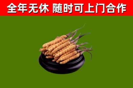 沿河县回收冬虫夏草