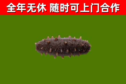 沿河县回收海参干